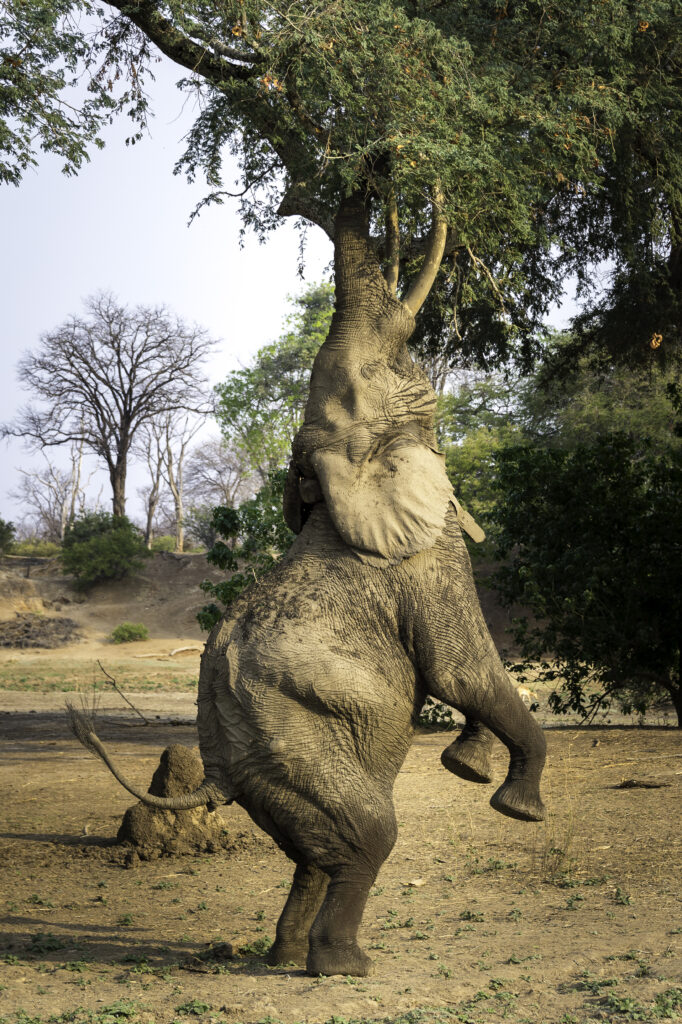 Discover Victoria Falls and Mana Pools