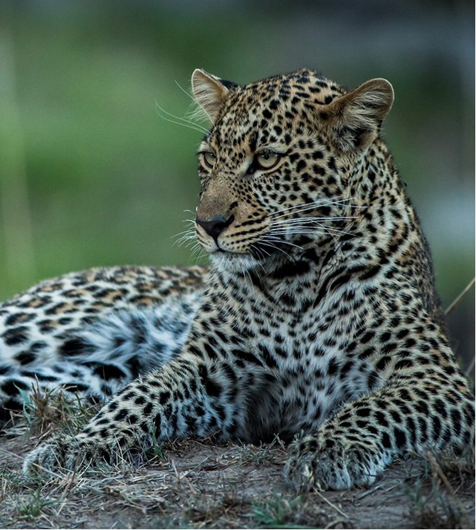Livingstone & South Luangwa Highlights